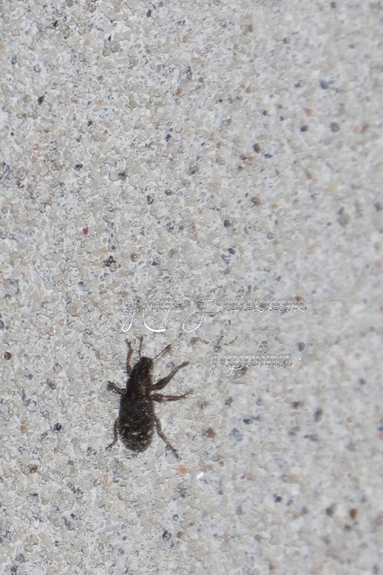 Sitona hispidulus - szőrös csipkézőbogár