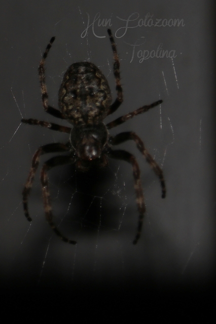Nuctenea umbratica - közönséges rés-keresztespók