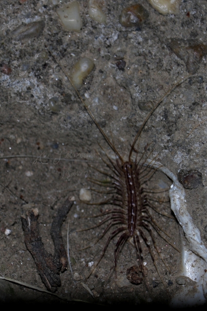 Scutigera coleoptrata - légyölő pókszázlábú