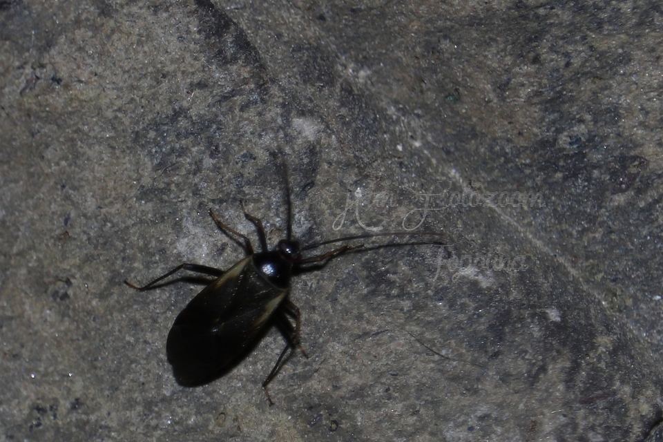 Adelphocoris seticornis - szegélyes mezeipoloska