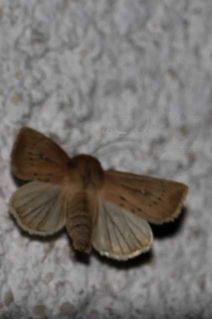 Leucania obsoleta - pontozott rétibagoly