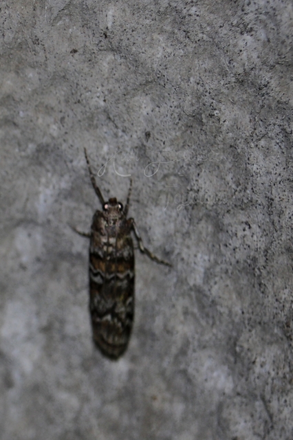 Dioryctria