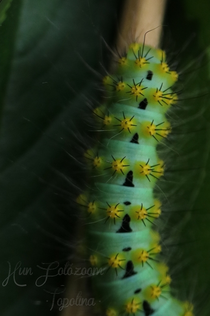 Saturnia pavoniella/pavonia