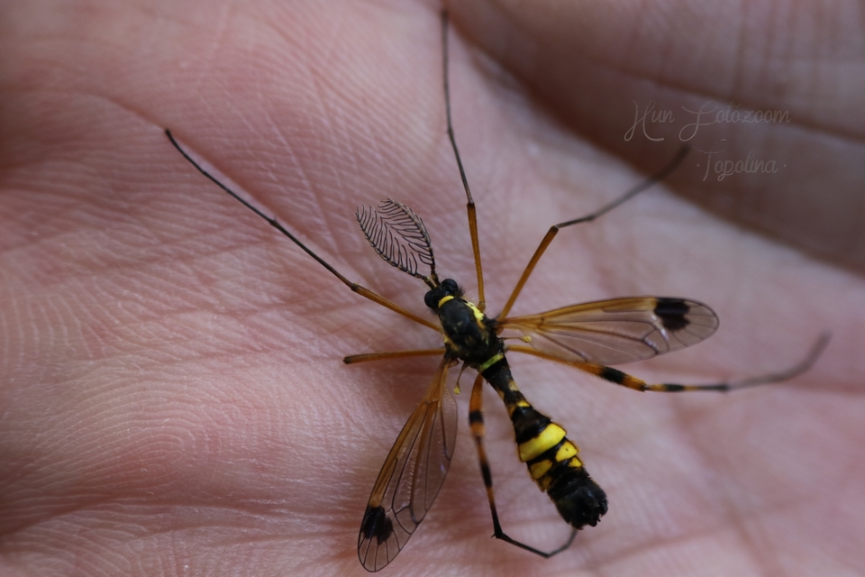 Ctenophora festiva