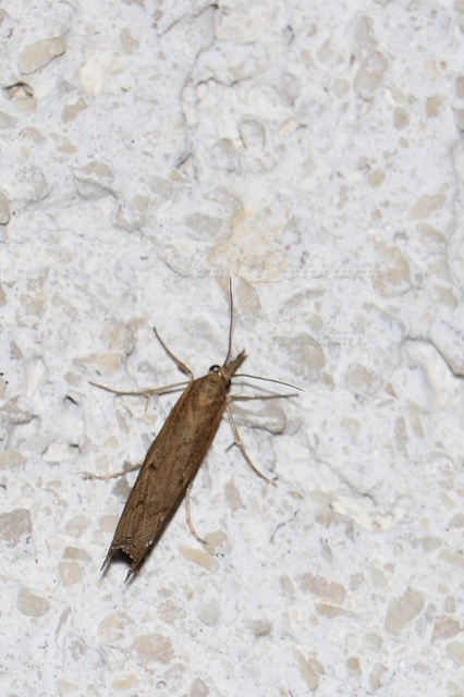 Pediasia contaminella - mocskos fűgyökérmoly