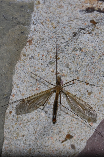 Tipula