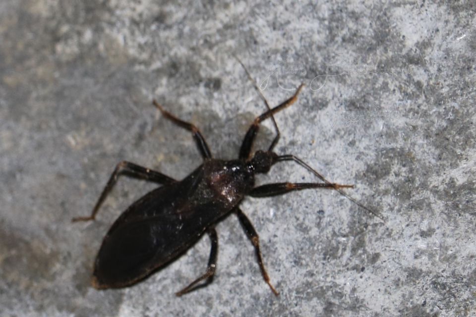 Reduvius personatus - szemetes zugpoloska