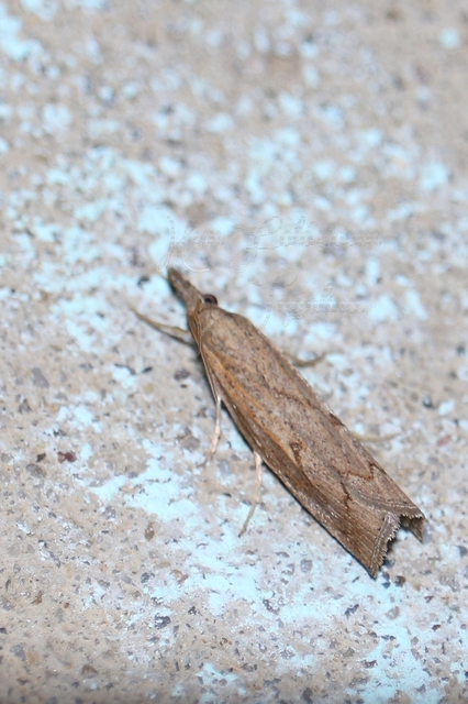 Pediasia contaminella - mocskos fűgyökérmoly