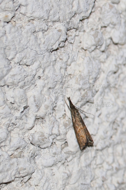 Platytes cerussella - törpe fűgyökérmoly