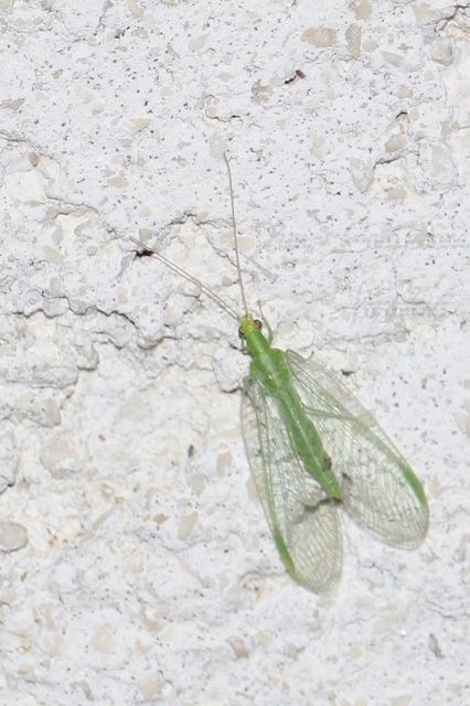 Chrysopidae - zöldfátyolkák