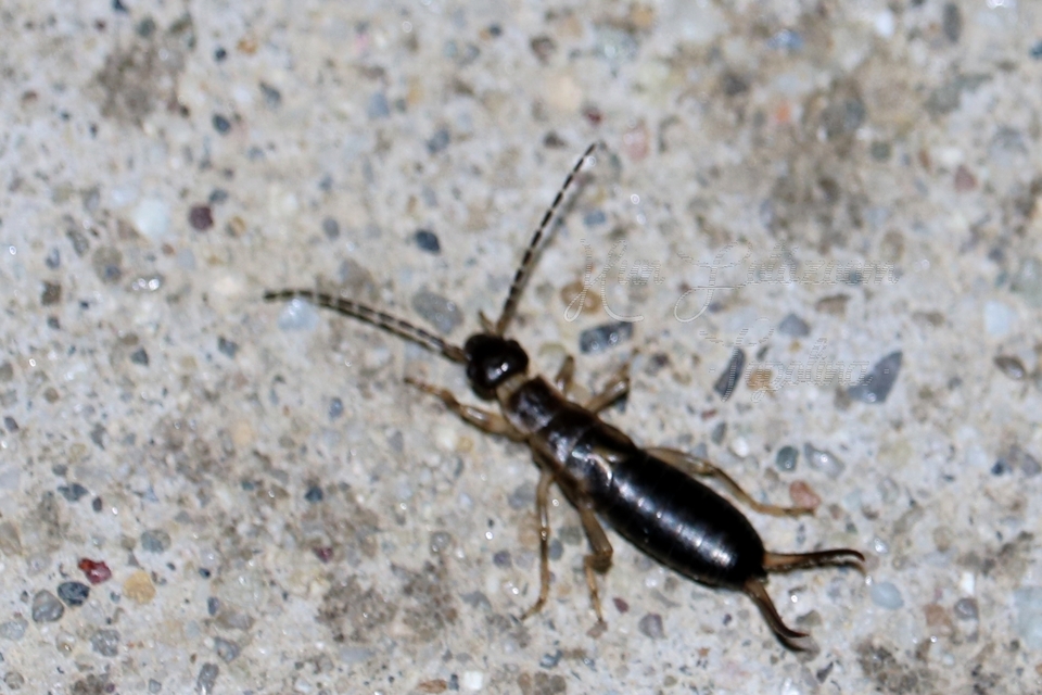 Forficula auricularia - közönséges fülbemászó