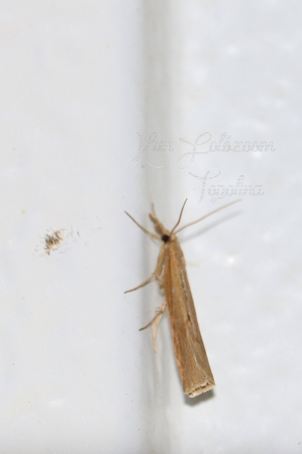 Pediasia contaminella - mocskos fűgyökérmoly