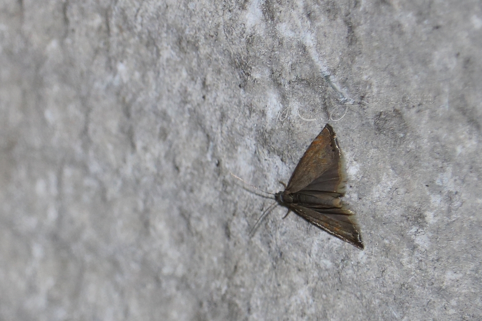Platytes cerussella - törpe fűgyökérmoly