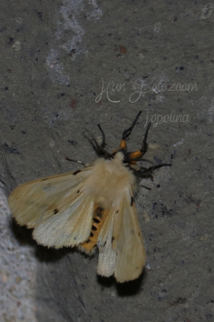 Spilarctia lutea - sárgás medvelepke