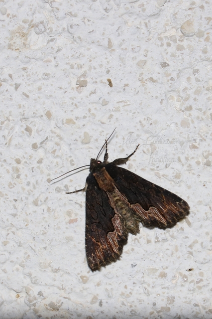 Dypterygia scabriuscula - szurokbarna nyáribagoly