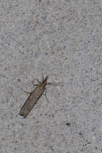 Pediasia contaminella - mocskos fűgyökérmoly