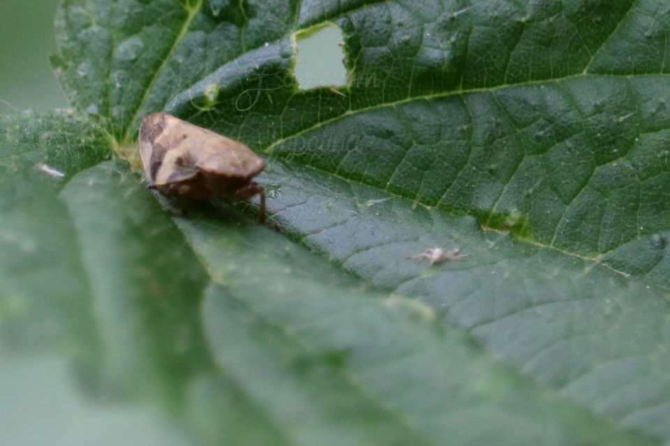 Aphrophora alni