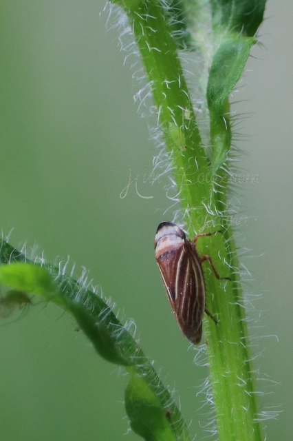 Aphrodes