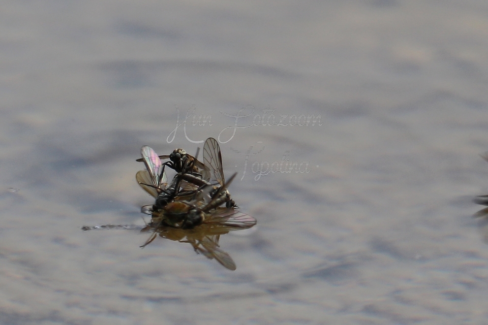 Empididae - táncoslegyek