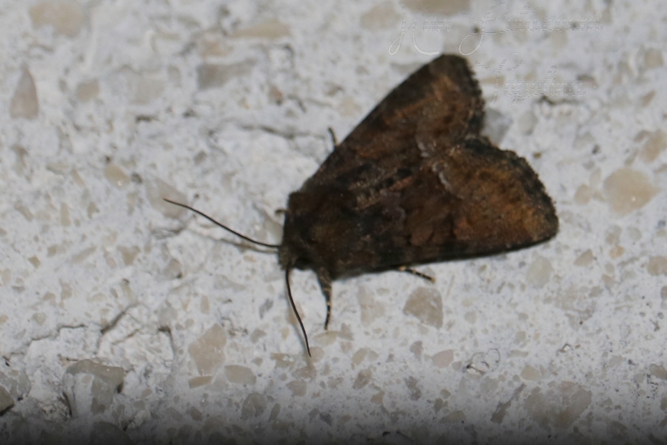 Oligia strigilis/latruncula/versicolor