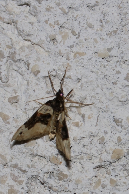 Cosmorhoe ocellata - szemes galajaraszoló