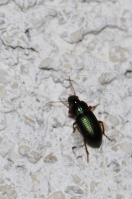 Ophonus azureus - azúrkék bársonyfutó