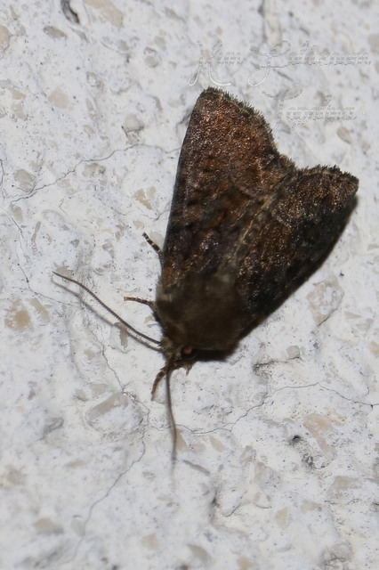 Oligia strigilis/latruncula/versicolor
