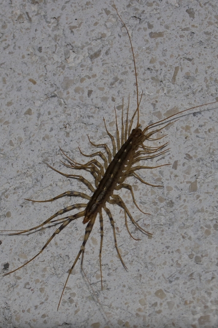 Scutigera coleoptrata - légyölő pókszázlábú