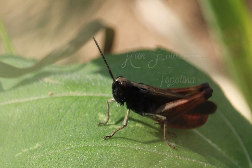 Omocestus rufipes - vöröshasú tarlósáska
