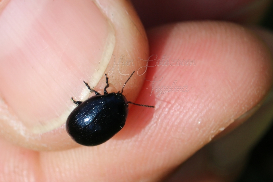 Chrysolina haemoptera - mezei levélbogár