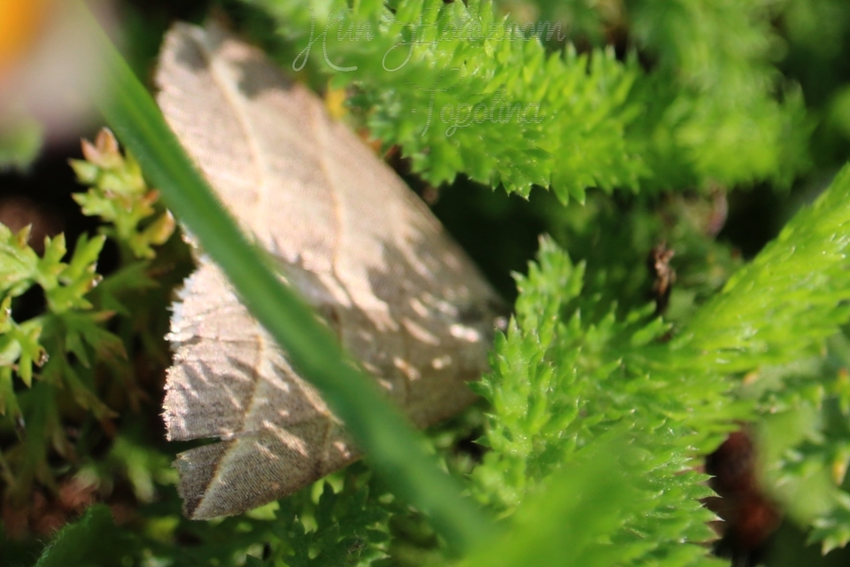 Colobochyla salicalis - háromsávos törpebagoly