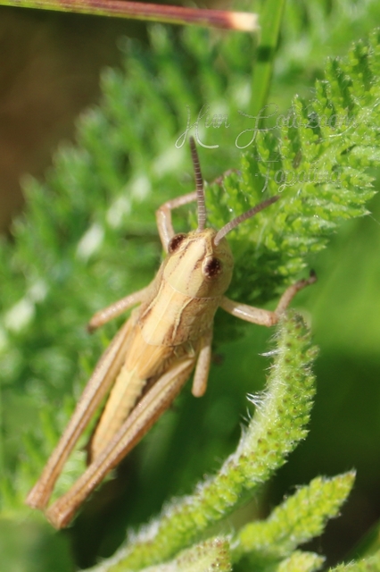 Chorthippus (Chorthippus) (subgenus)