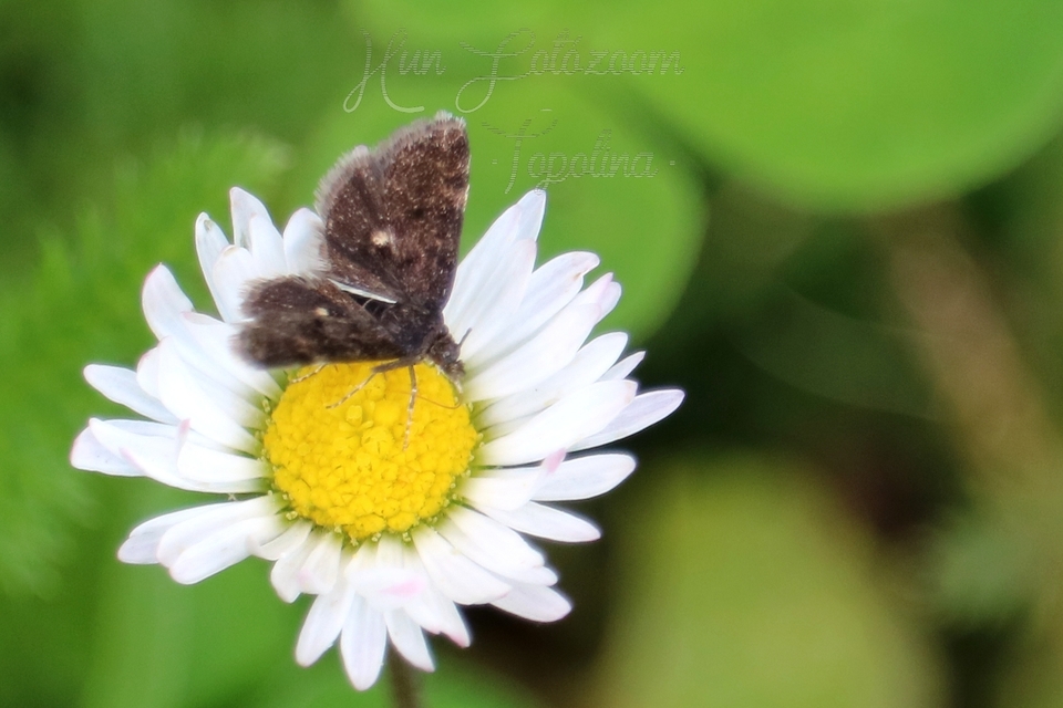 Heliothela wulfeniana - fényes kormosmoly