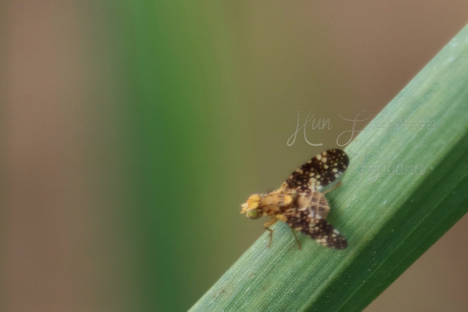 Tephritidae - fúrólégyfélék