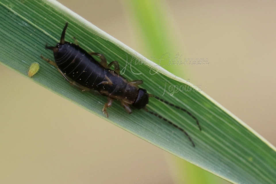 Forficula auricularia - közönséges fülbemászó