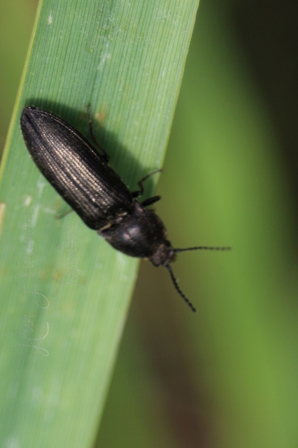 Cidnopus pilosus - szőrös pattanó