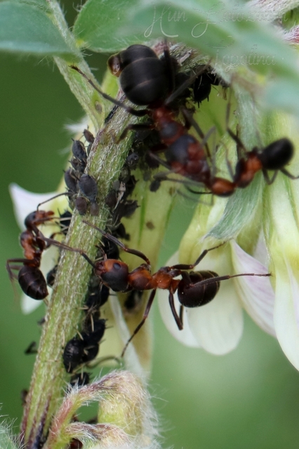 Formica pratensis - réti vöröshangya
