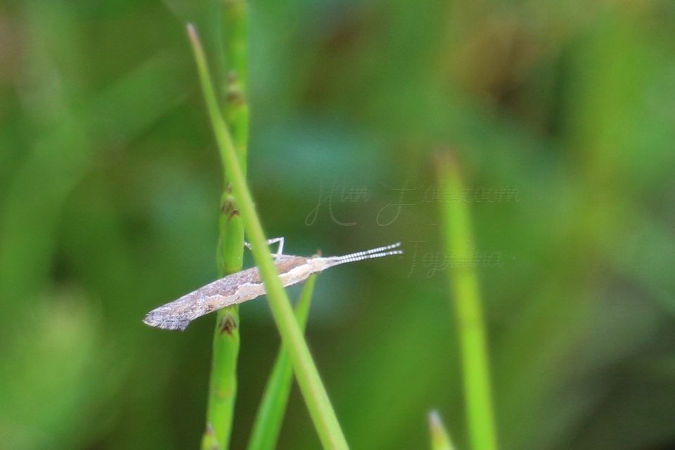 Plutella xylostella - káposztamoly