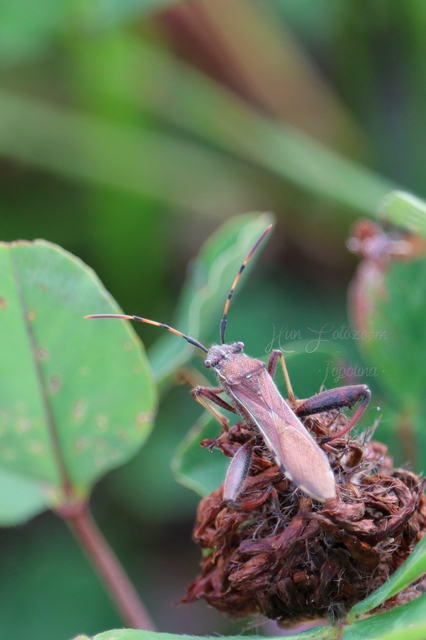 Camptopus lateralis - görbelábú karimáspoloska
