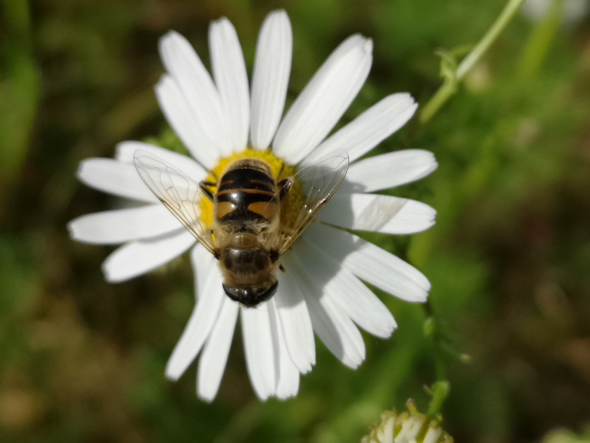 Eristalis tenax - közönséges herelégy