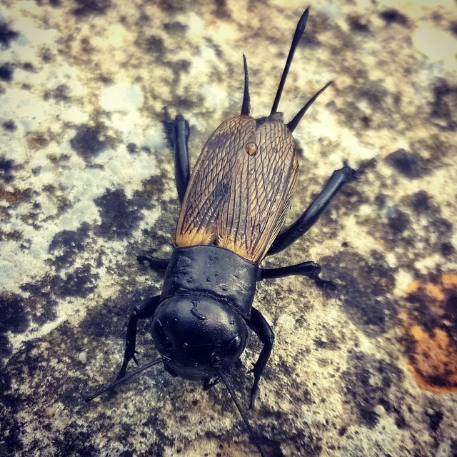 Gryllus campestris - mezei tücsök