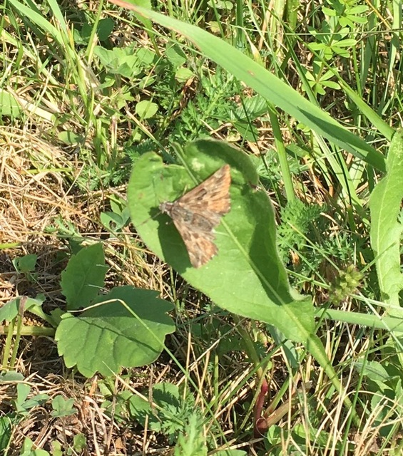 Carcharodus alceae - mályva-busalepke