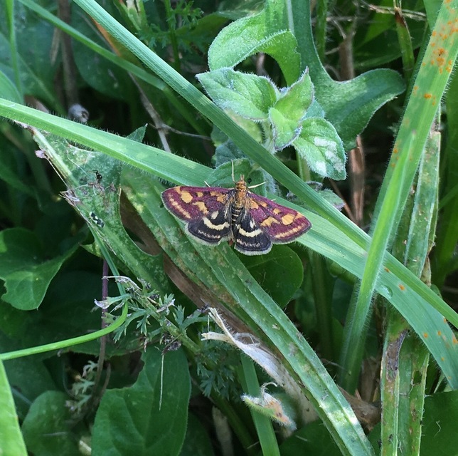 Pyrausta purpuralis - közönséges bíbormoly