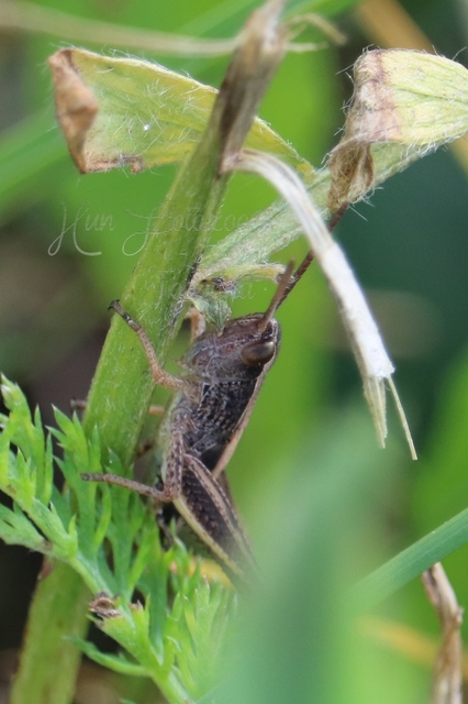 Chorthippus (Chorthippus) (subgenus)