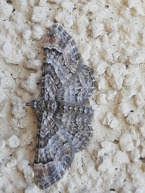 Gymnoscelis rufifasciata - vöröscsíkos törpearaszoló