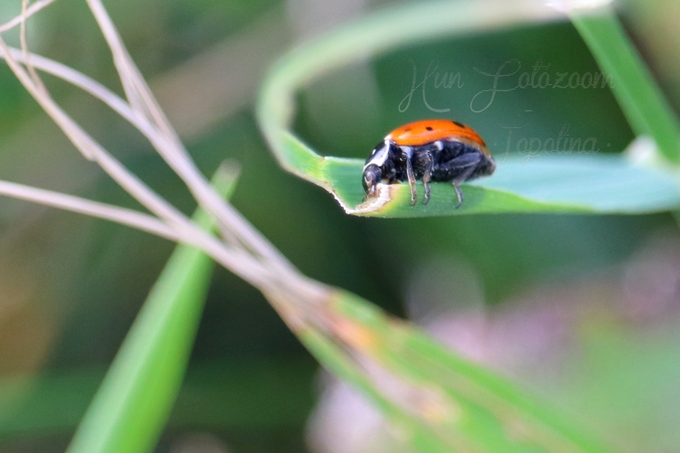 Hippodamia variegata - tizenhárompettyes katica