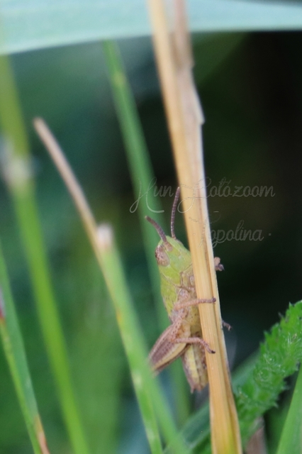Chorthippus (Chorthippus) (subgenus)