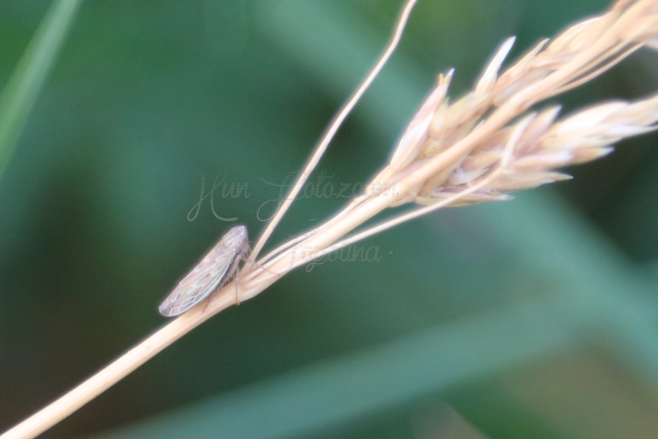 Psammotettix alienus