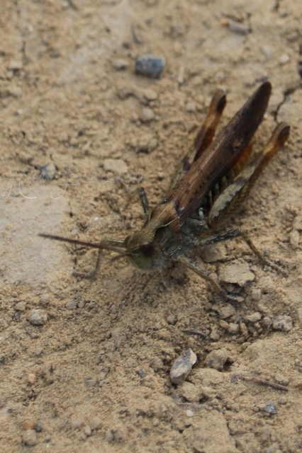 Chorthippus brunneus - közönséges tarlósáska