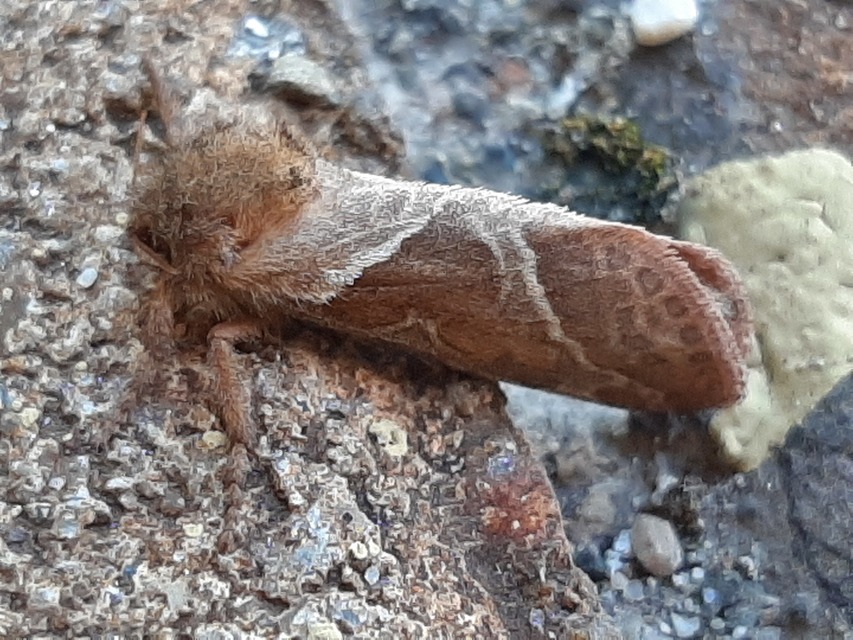 Triodia sylvina - kis gyökérrágólepke